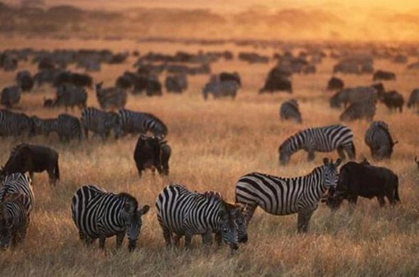 Elewana Kenya Classic Safari