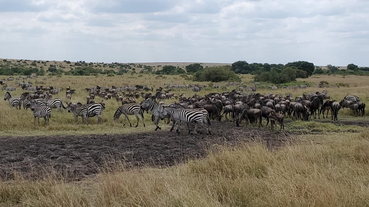 Kibo Safari