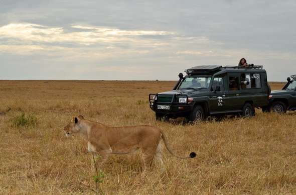 Majestic Masai Mara Flying Safari