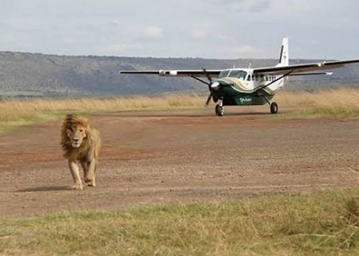 Mara Explorer Safari