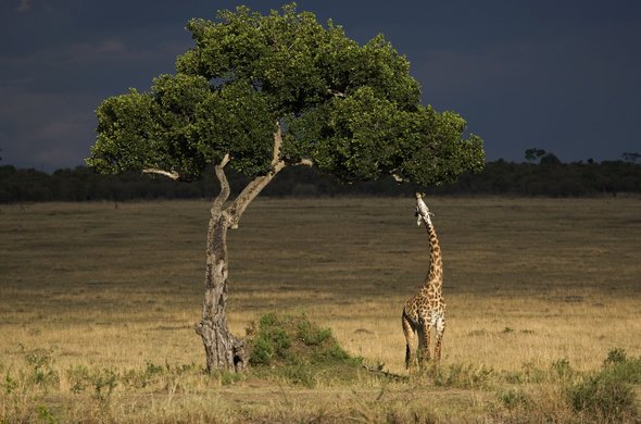 Memories of Kenya Safaris