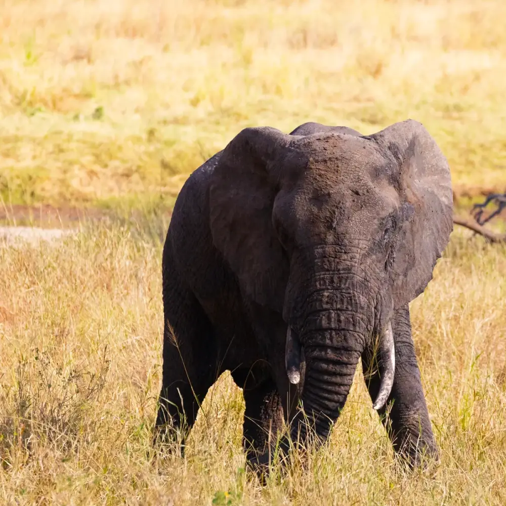 10 Days Elewana Tanzania Premium Safari Attraction