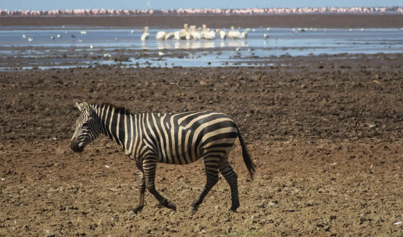 10 Days Elewana Tanzania Premium Safari Lake Manyara