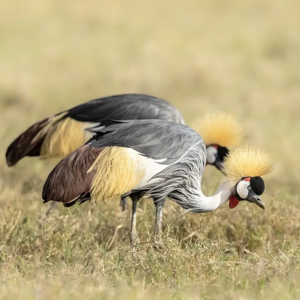 10 Days Elewana Tanzania Premium Safari Attraction