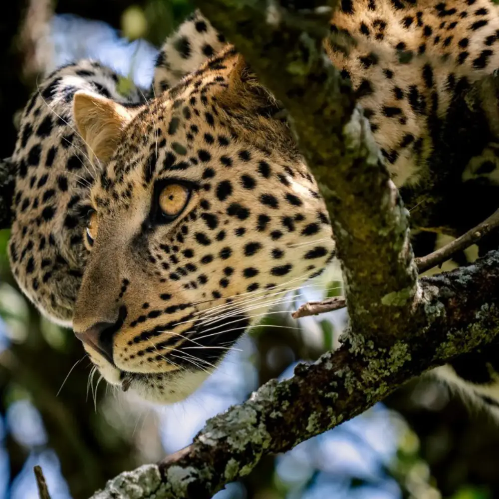 10 Days Elewana Tanzania Premium Safari Attraction