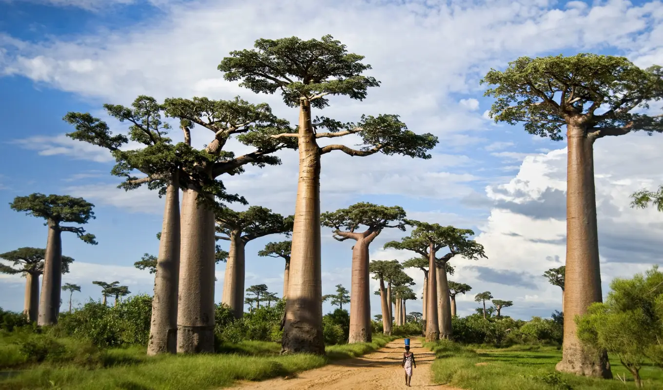 10 Days Elewana Tanzania Premium Safari Tarangire