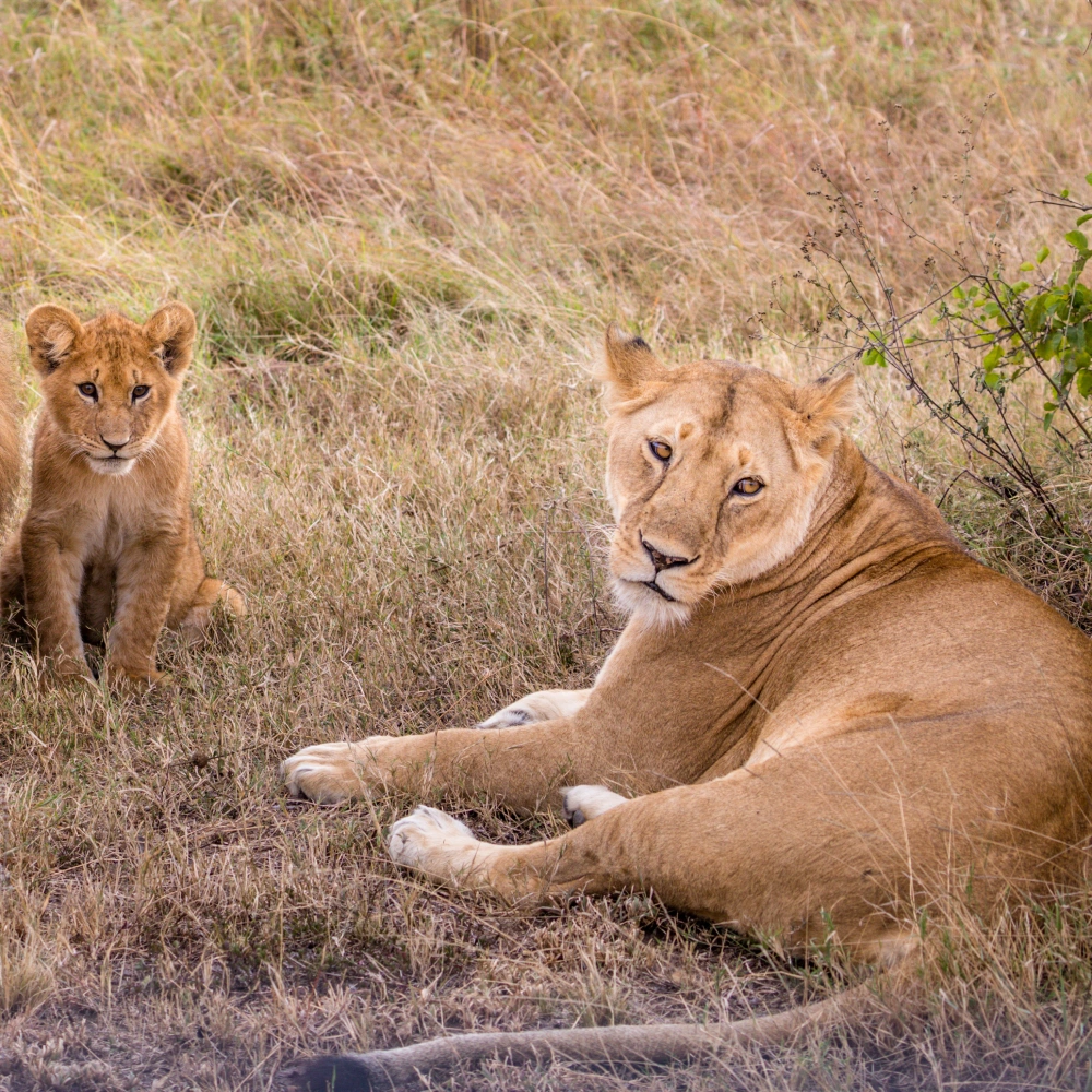 10 Days Kenya Family Safari & Beach Adventure  Attractions