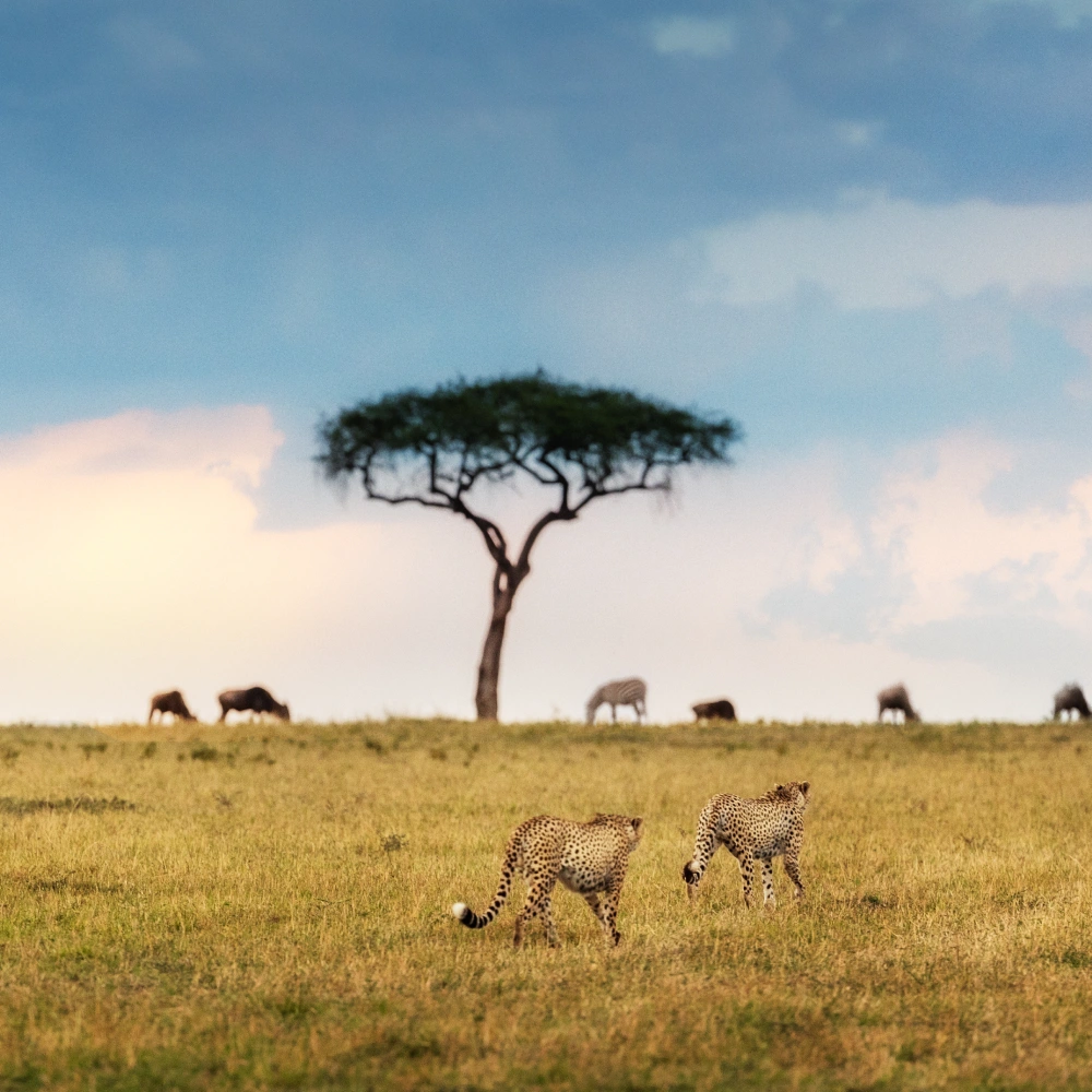 10 Days Kenya Family Safari & Beach Adventure  Attractions
