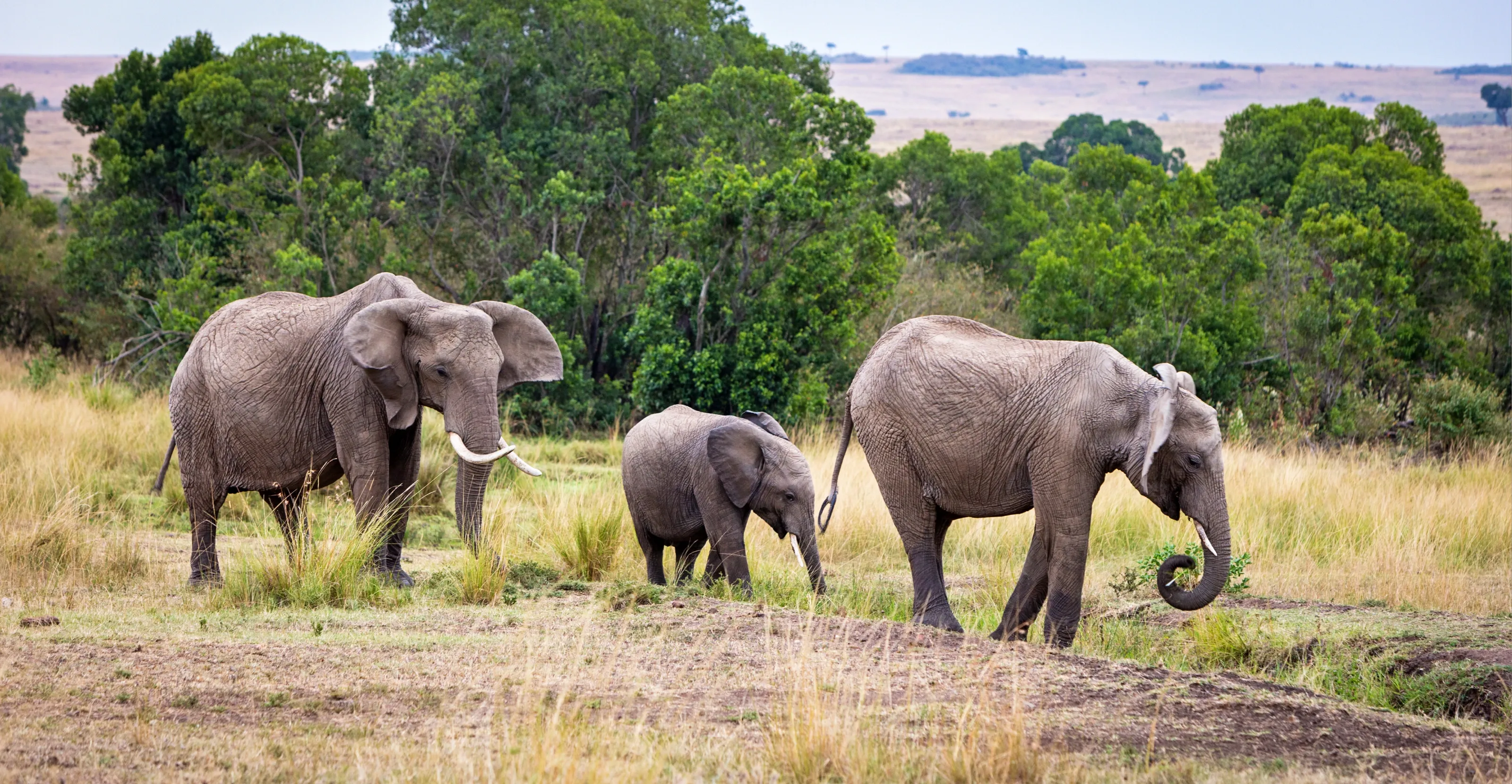 10 Days Kenya Family Safari & Beach Adventure 