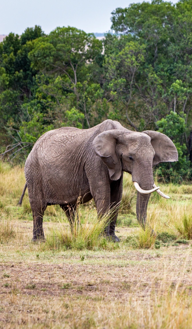 Kenya Family Safari & Beach Adventure