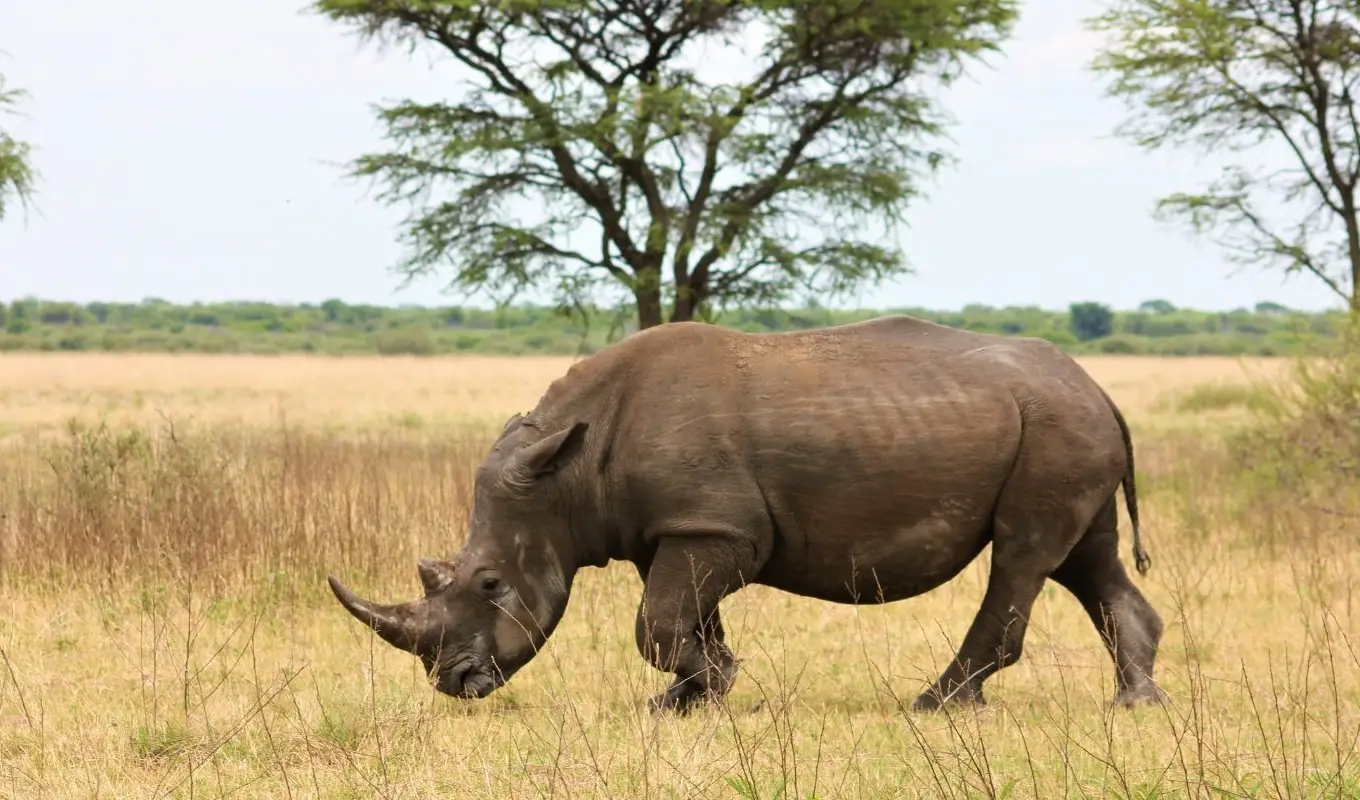 10 Days Tanzania And Kenya Safari Game Drive