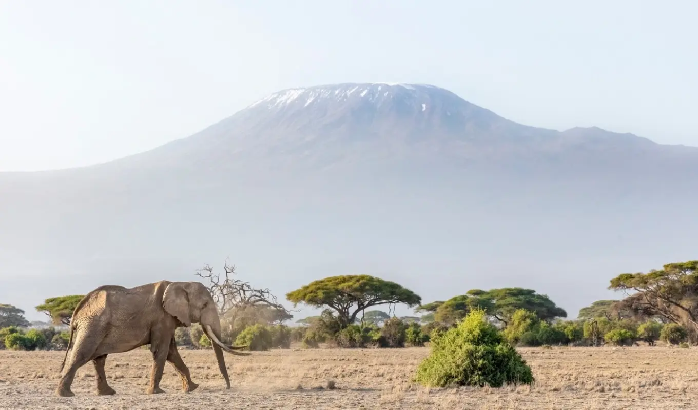 10 Days Tanzania And Kenya Safari Game Drive