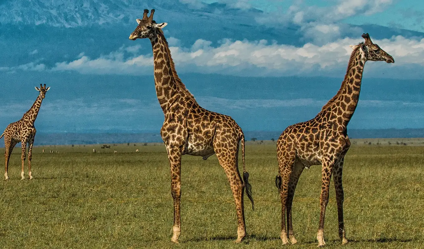 10 Days Tanzania And Kenya Safari Game Drive