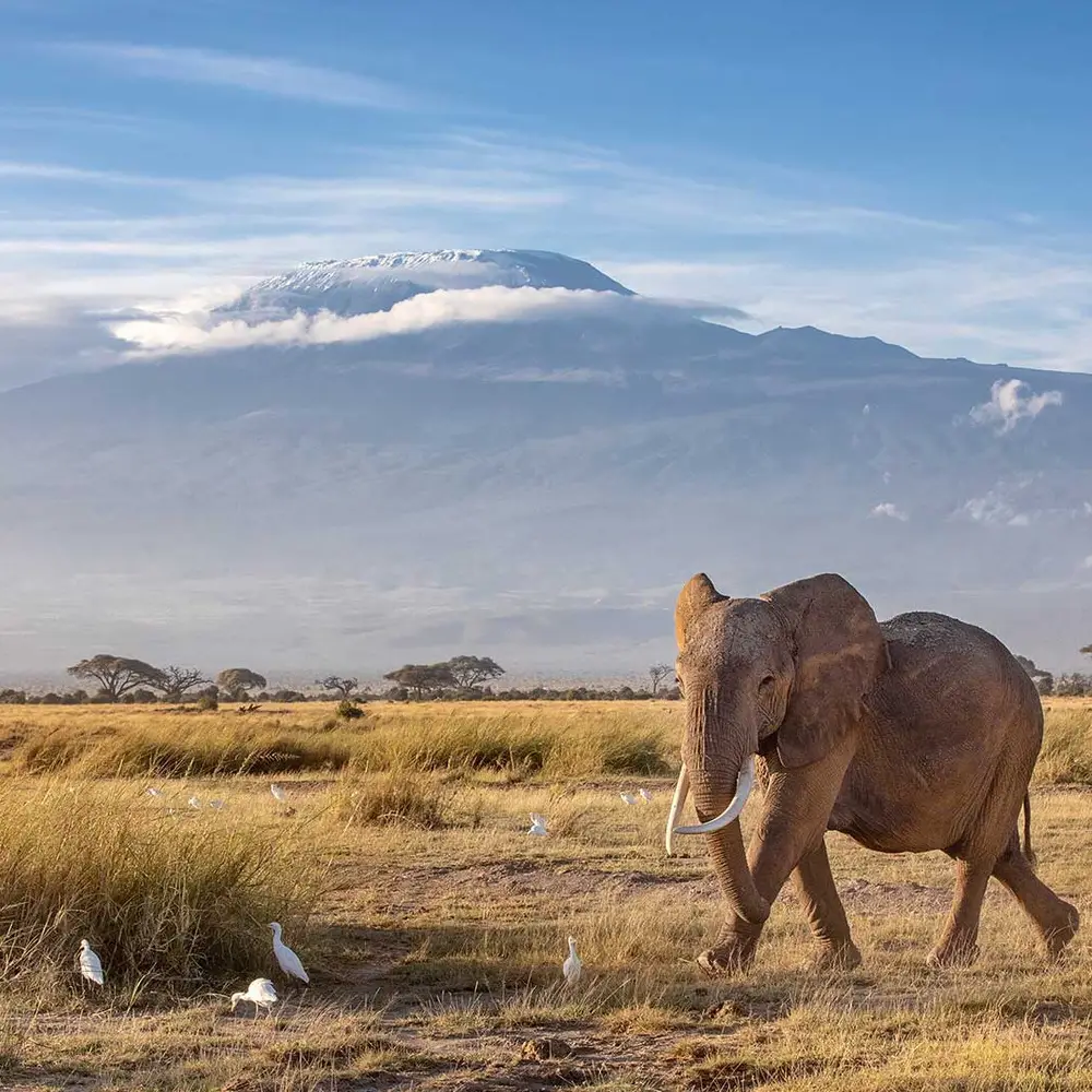 10 Days Tanzania And Kenya Safari Attraction