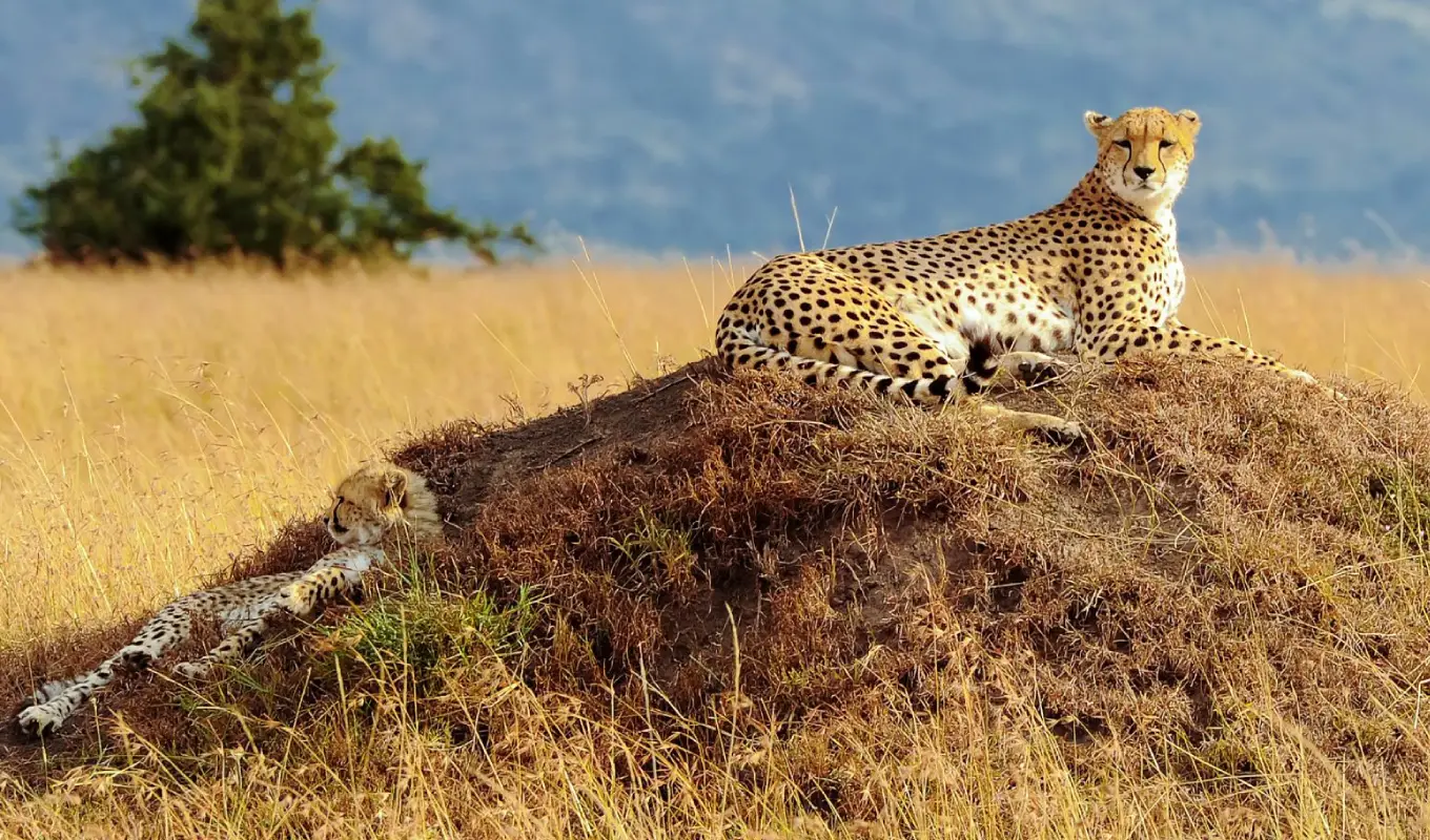 10 Days Tanzania And Kenya Safari Game Drive