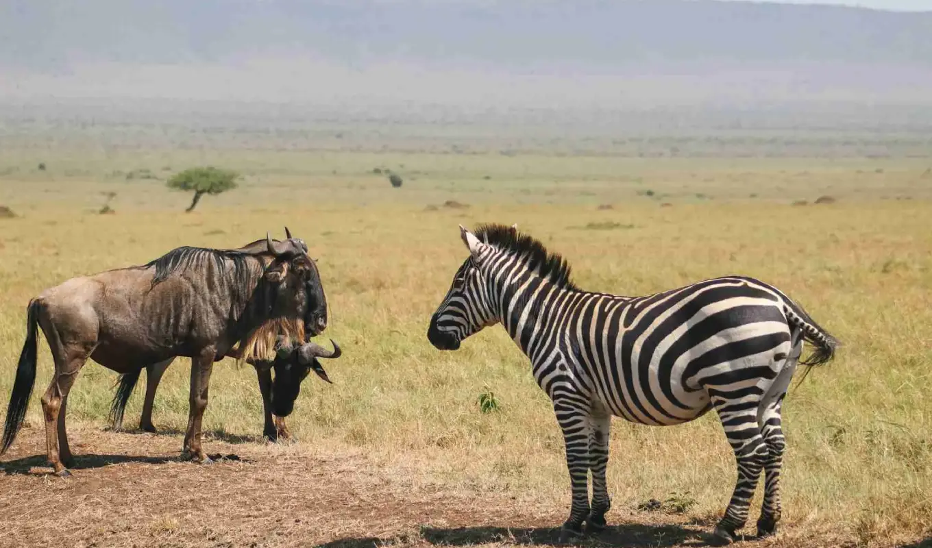 10 Days Tanzania And Kenya Safari Game Drive