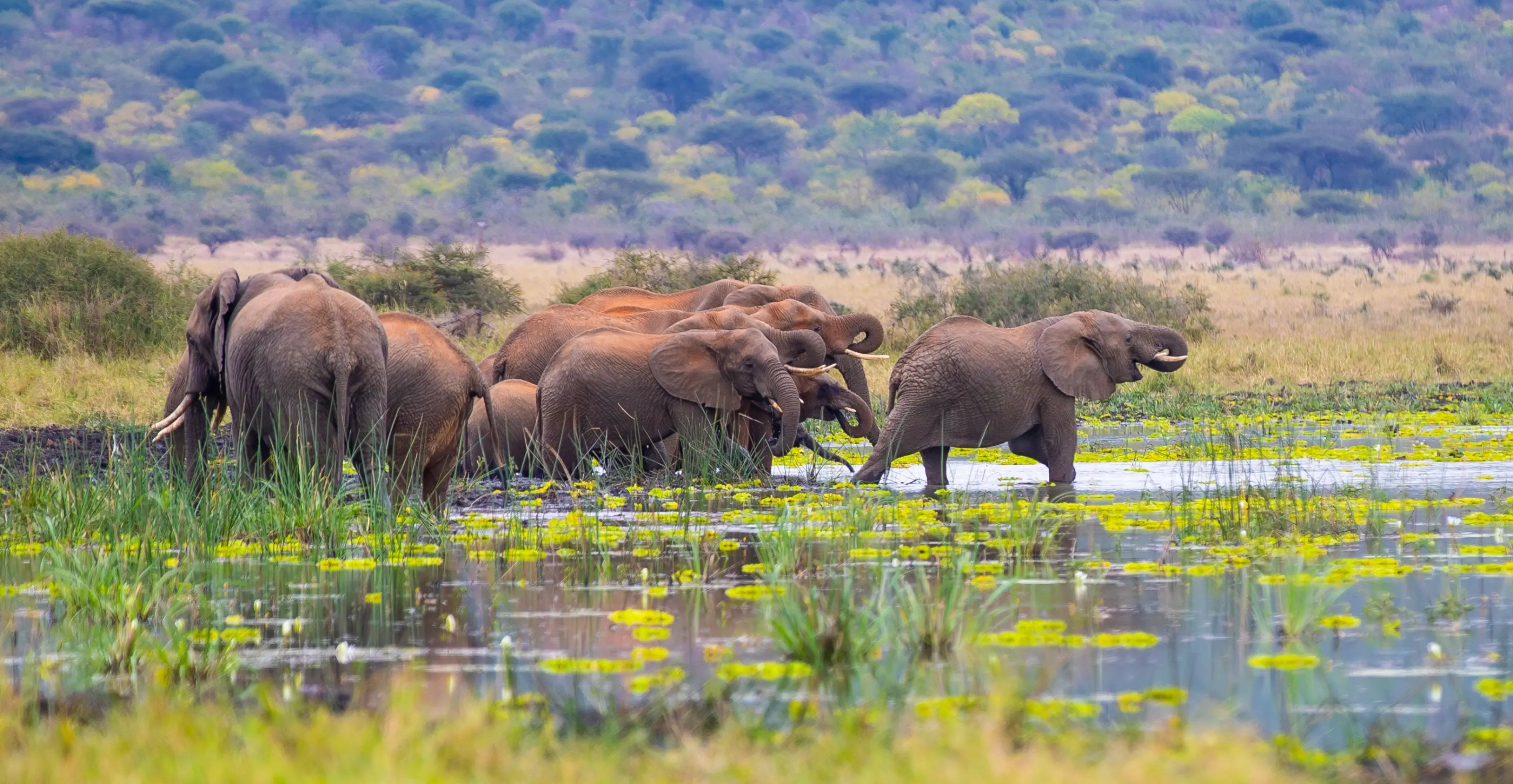 10 Days Tanzania And Kenya Safari