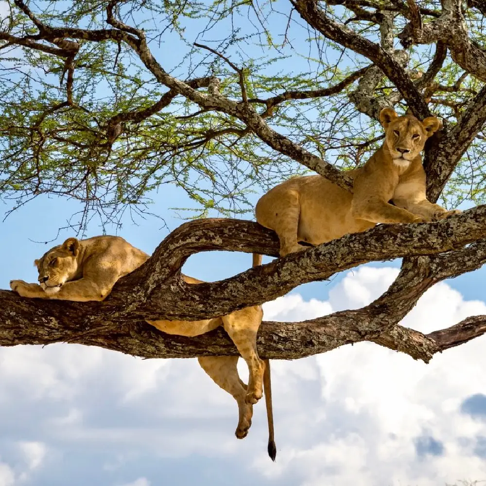 10 Days Tanzania Safari and Beach Adventure Attraction