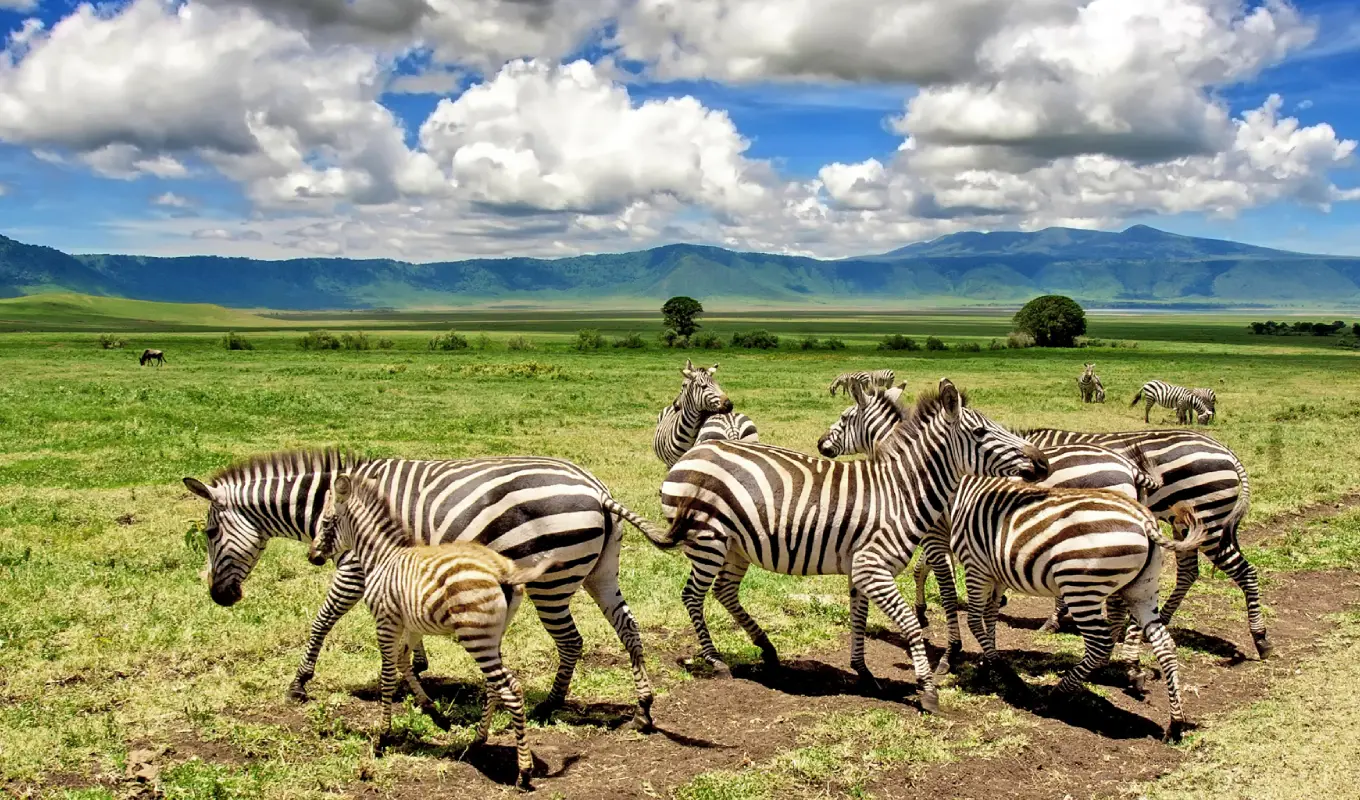 10 Days Tanzania Safari and Beach Adventure Game Drive
