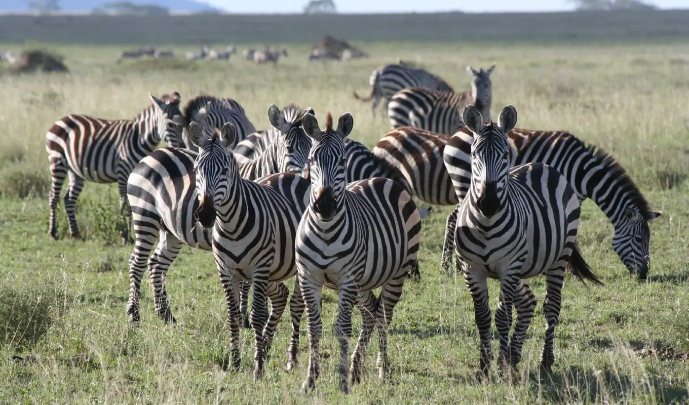 10 Days Tanzania Safari and Beach Adventure Game Drive