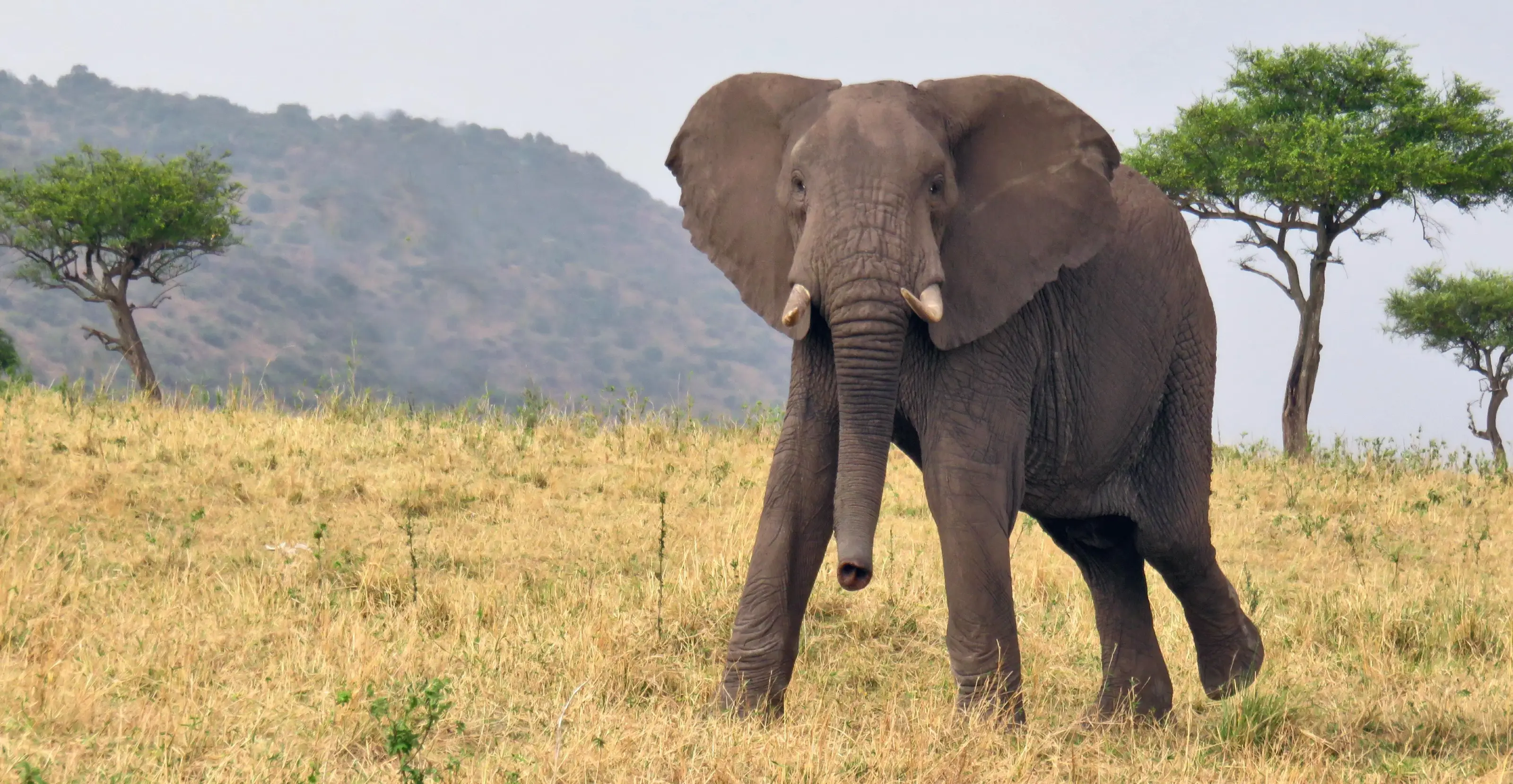 10 Days Tanzania Safari and Beach Adventure