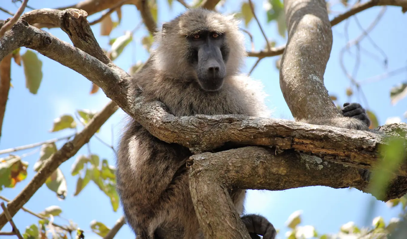 11 Days Safari & Zanzibar Escape Arusha