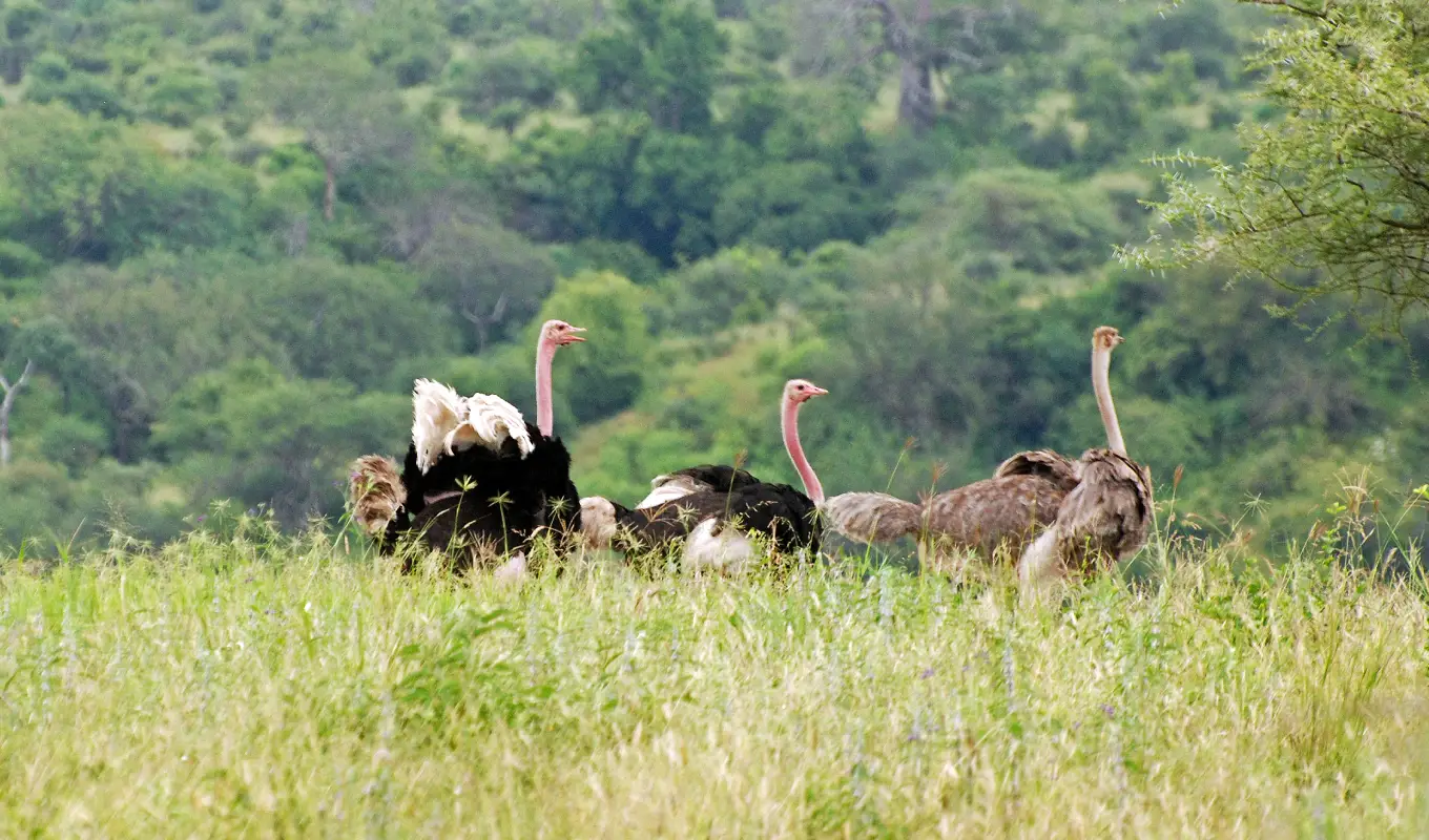 11 Days Safari & Zanzibar Escape Tarangire
