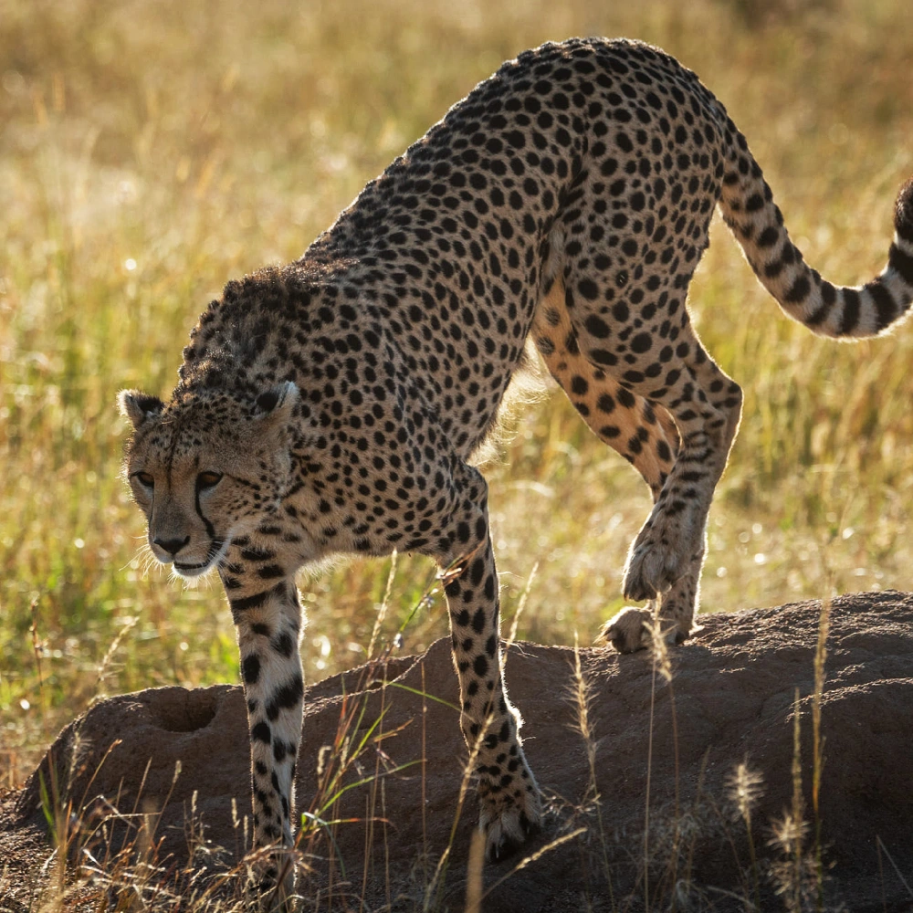 12 Days Best of Kenya Wildlife Experience Safari Attractions
