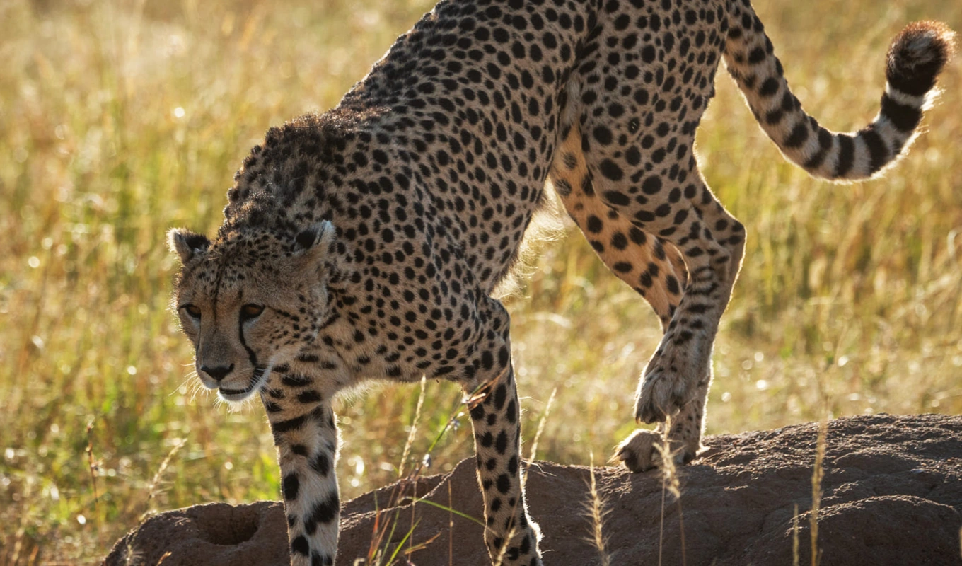 Ol Pejeta Conservancy