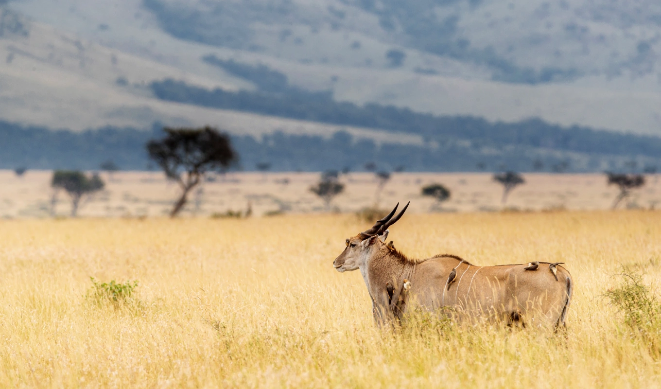 Ol Pejeta Conservancy