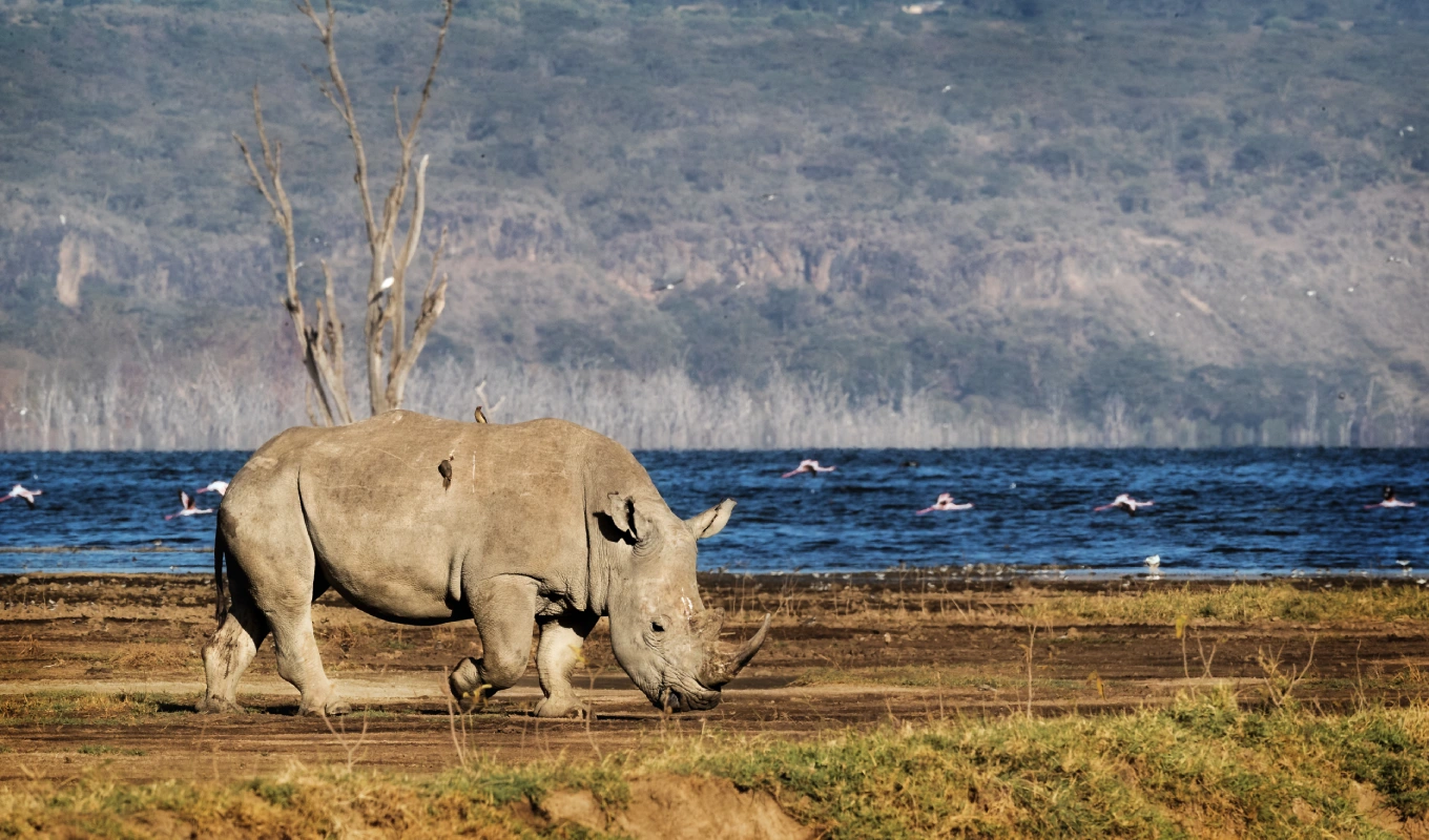 Lake Nakuru National Park
