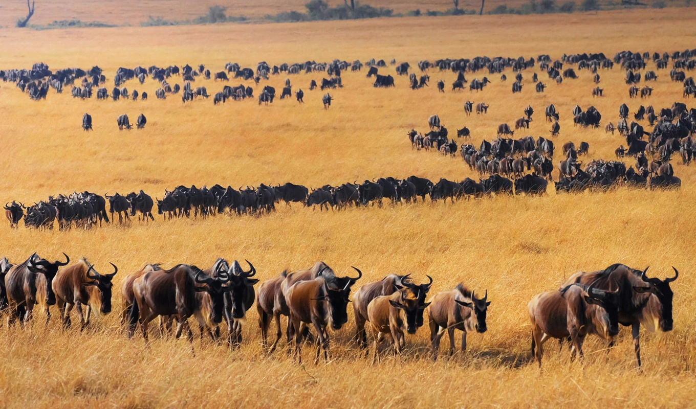 Masai Mara National Reserve