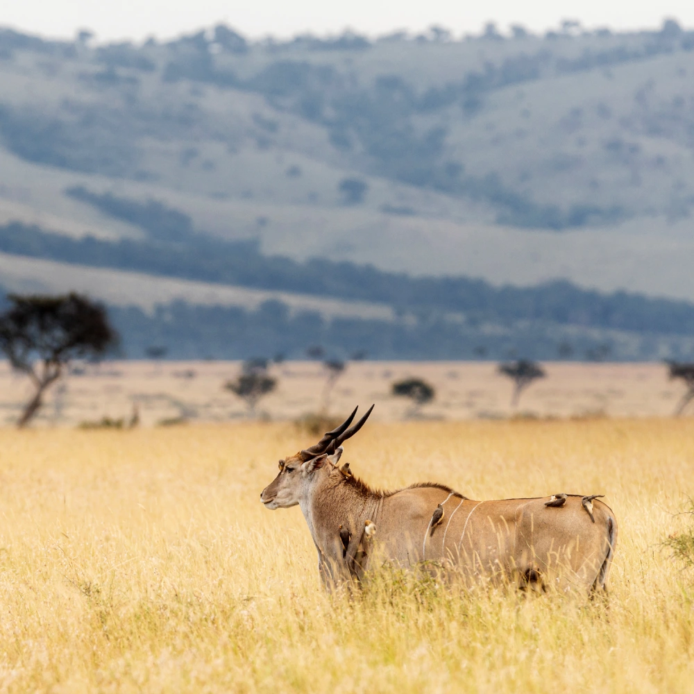 12 Days Best of Kenya Wildlife Experience Safari Attractions