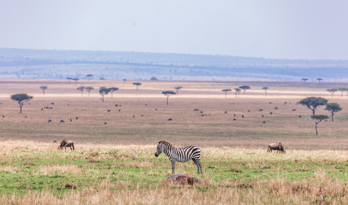 12 Days Best of Kenya Wildlife Experience Safari 