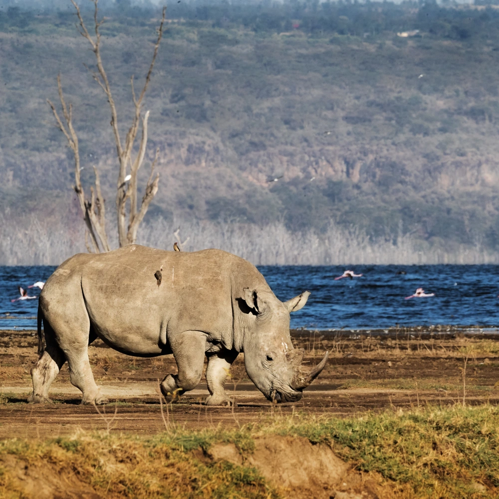 12 Days Best of Kenya Wildlife Experience Safari Attractions