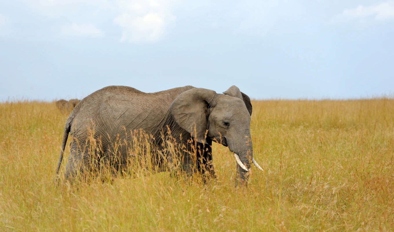 12 Days Best of Kenya Wildlife Experience Safari