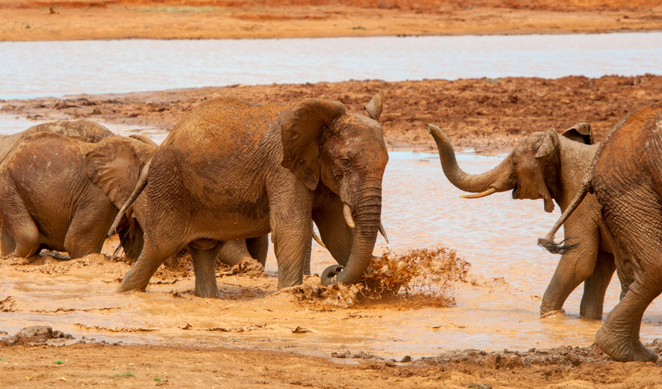 Samburu Safari Adventure
