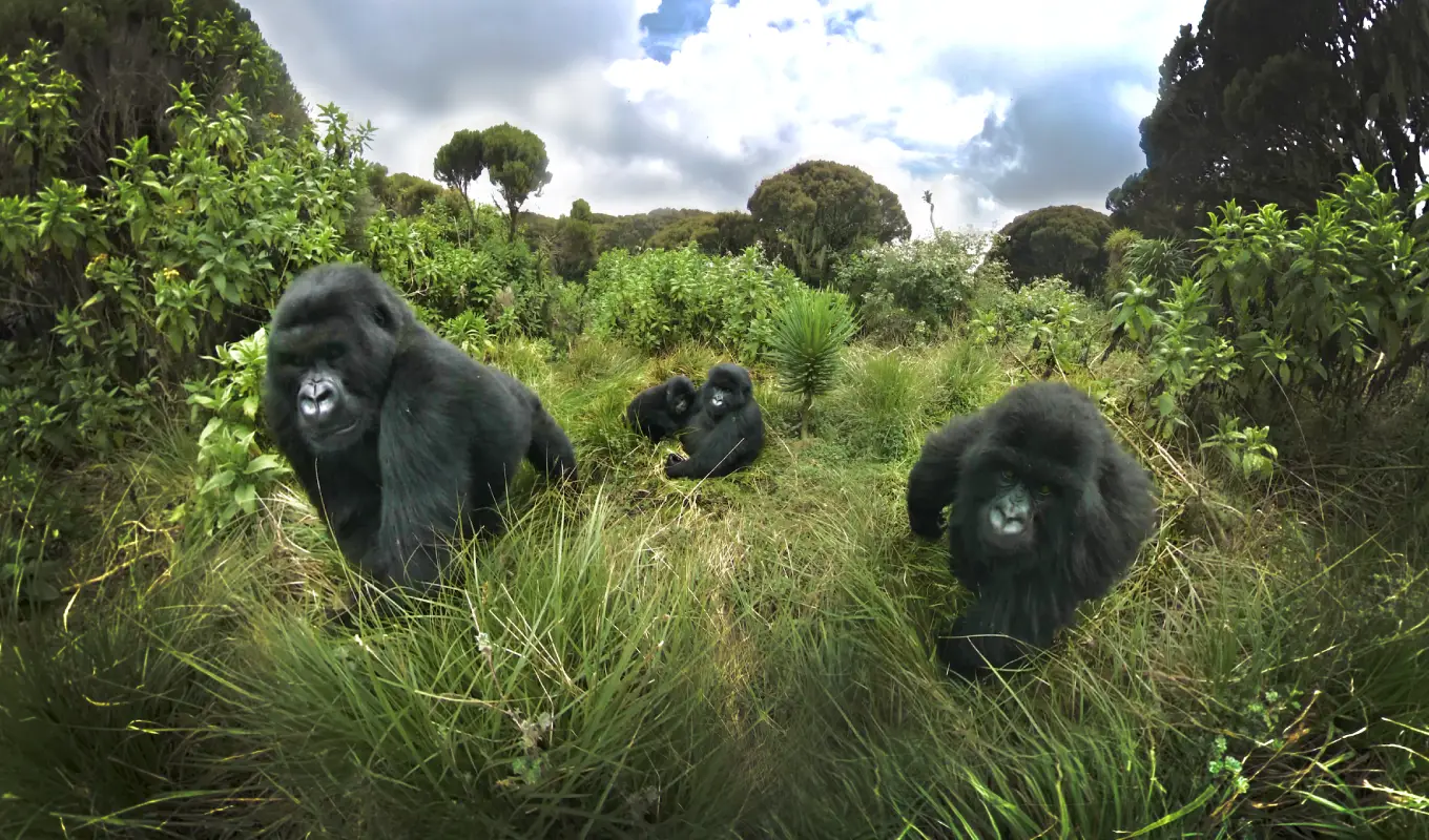 12 Days Rwanda & Kenya: Gorillas and  Wildlife  Safari WildLife