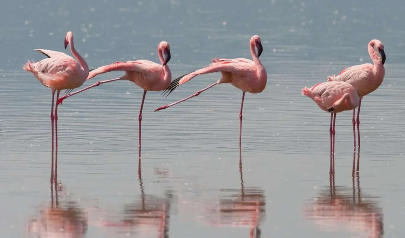 12 Days Rwanda & Kenya: Gorillas and  Wildlife  Safari WildLife