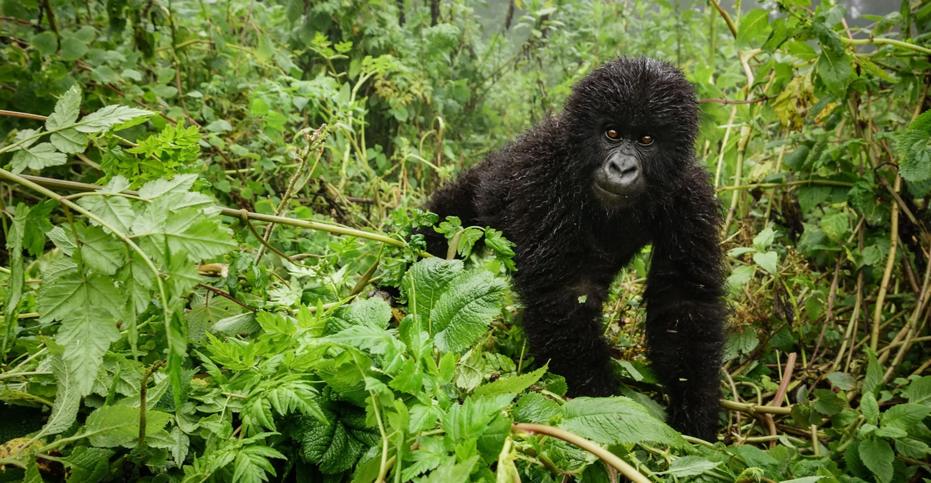 12 Days Rwanda & Kenya: Gorillas and  Wildlife  Safari