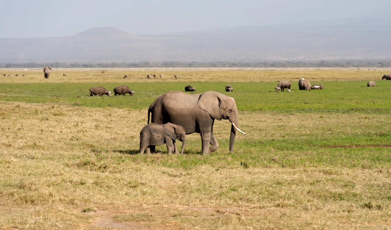 Amboseli Immersion