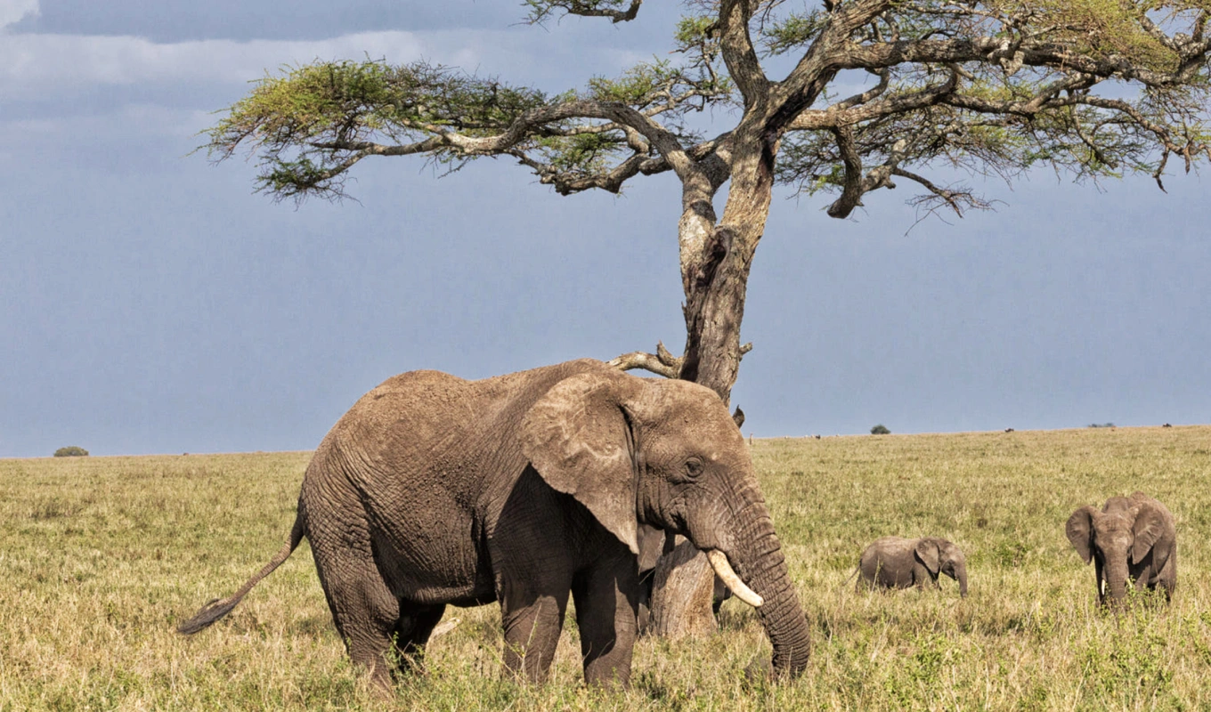 Tarangire National Park