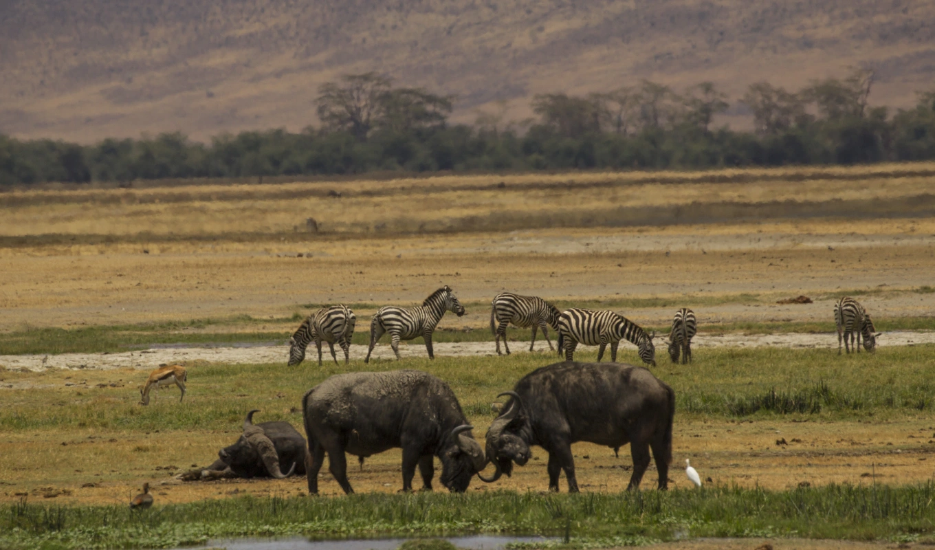 Ngorongoro Highlands Arrival