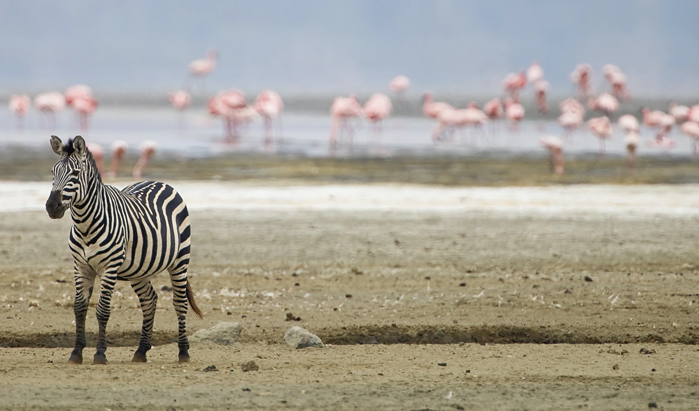 Ngorongoro Crater