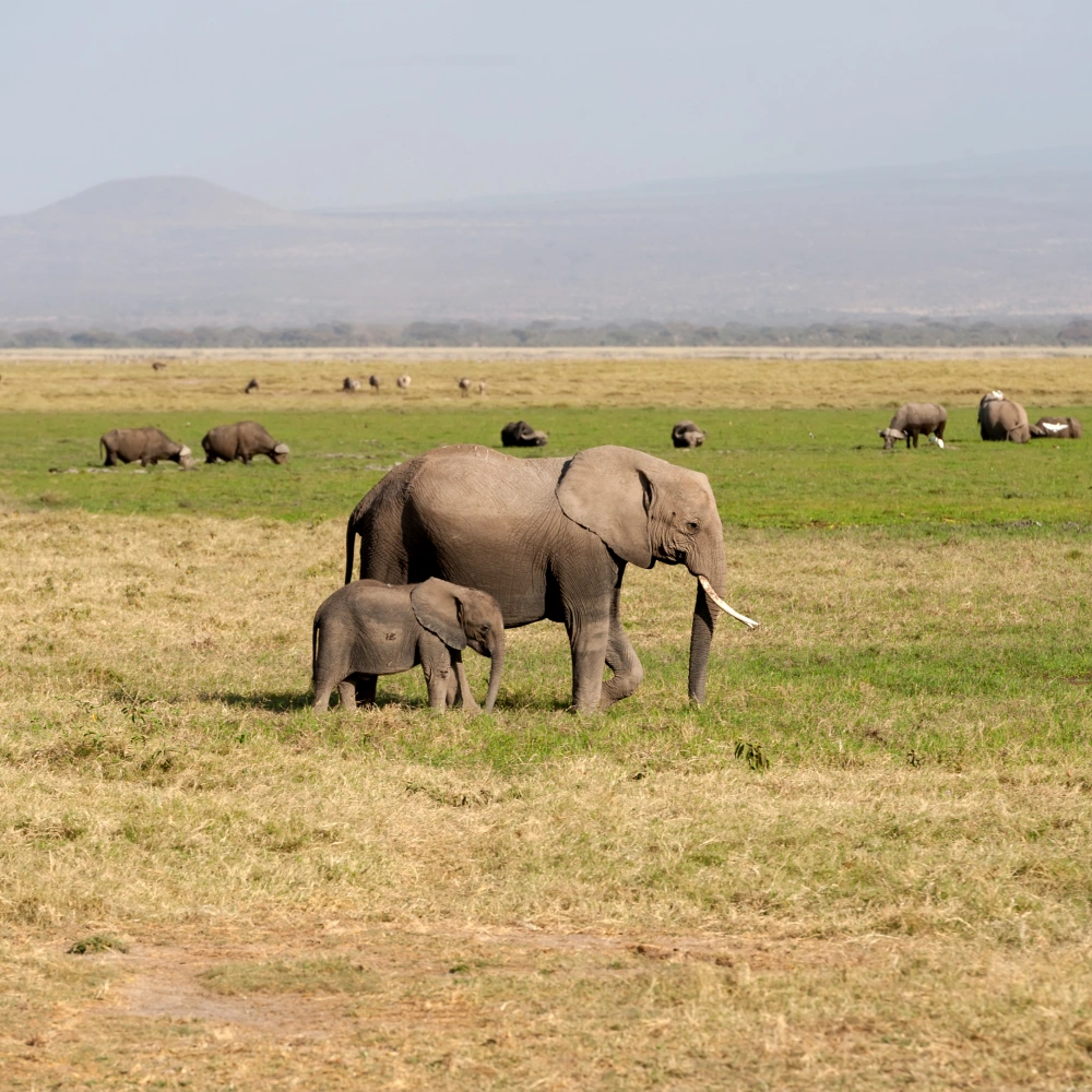 15 Days Grand East Africa Safari: Kenya & Tanzania’s Finest Parks Attractions
