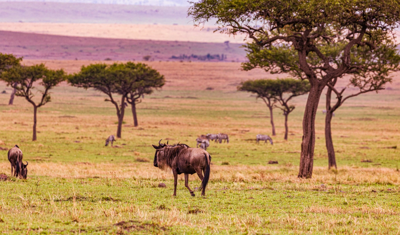 Fly to the Serengeti