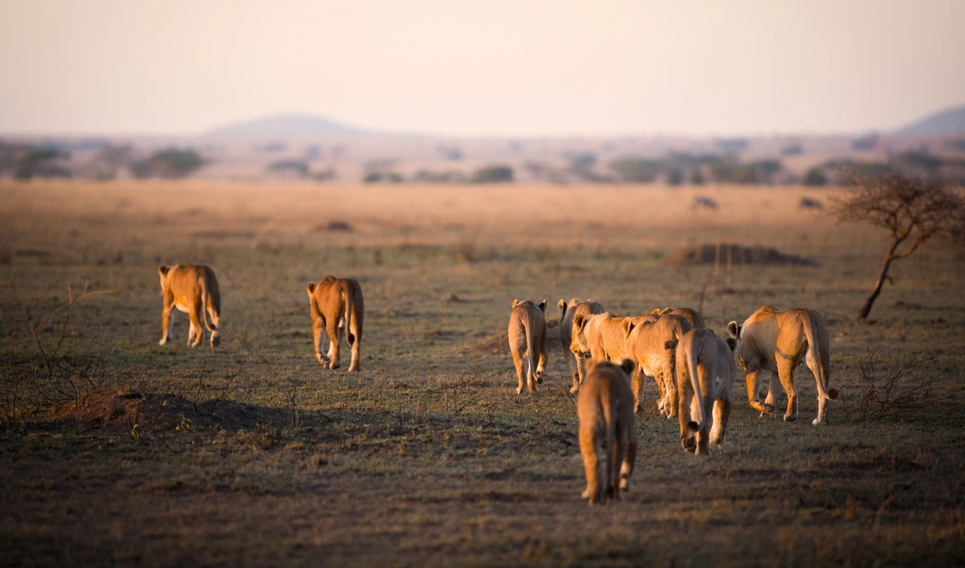 Serengeti Safari Adventures