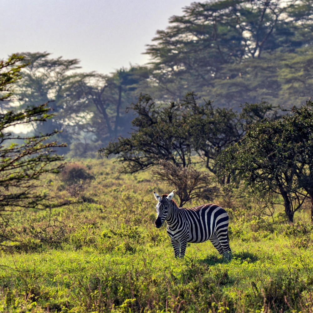 15 Days Grand East Africa Safari: Kenya & Tanzania’s Finest Parks Attractions