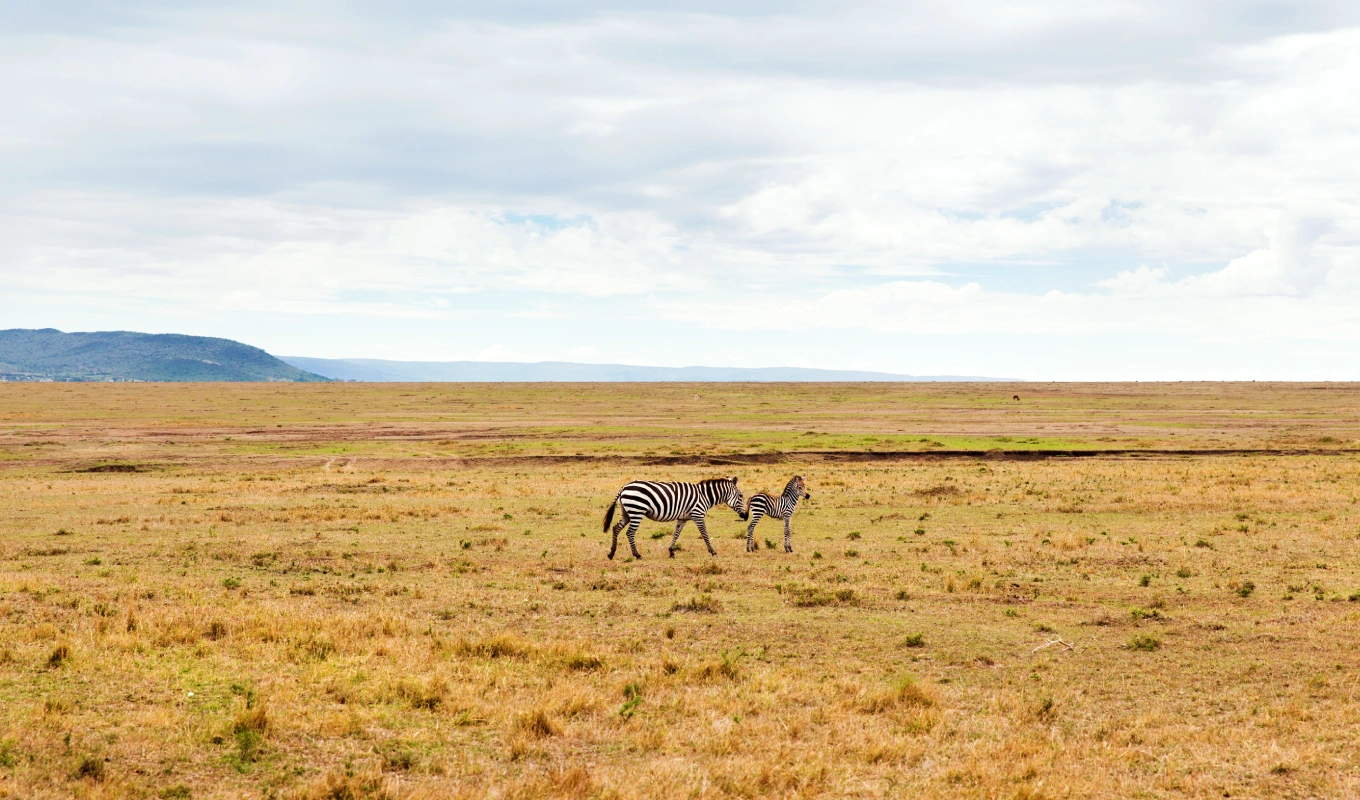 15 Days Grand East Africa Safari: Kenya & Tanzania’s Finest Parks