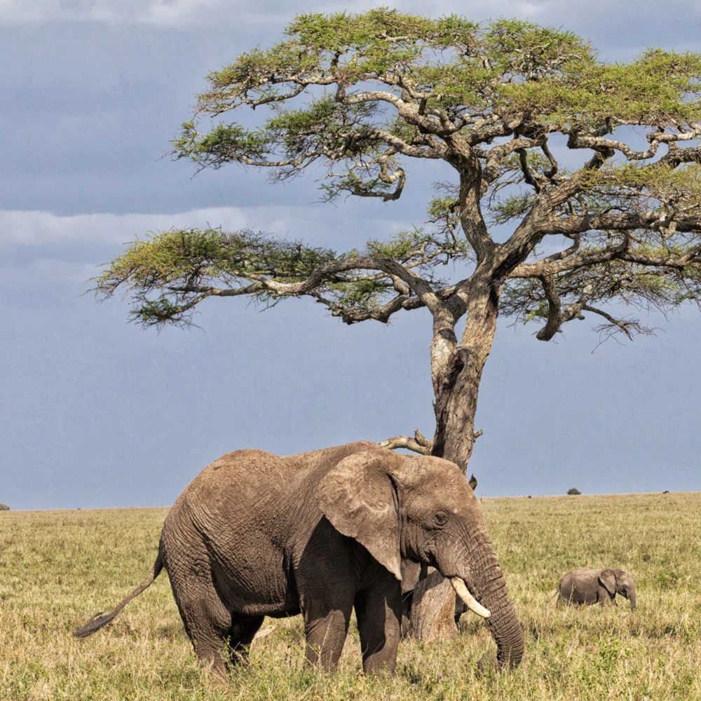 15 Days Grand East Africa Safari: Kenya & Tanzania’s Finest Parks Attractions